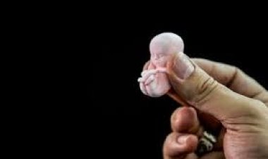 Aborto defendido pelo governo Lula não tem aprovação do povo brasileiro.